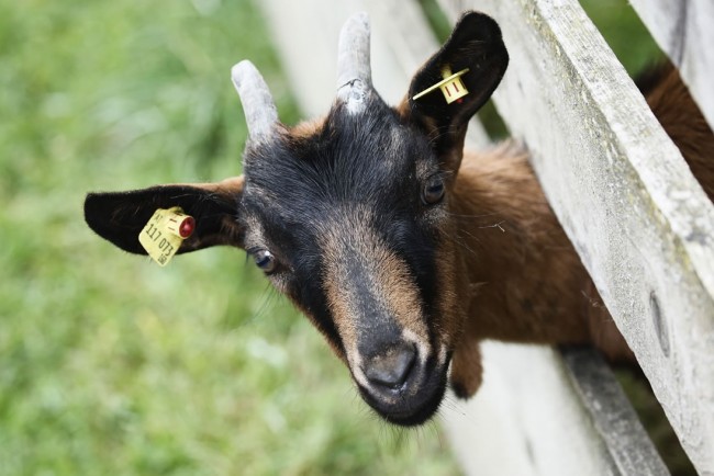 Ziege am Bio Bauernhof Saumerhof