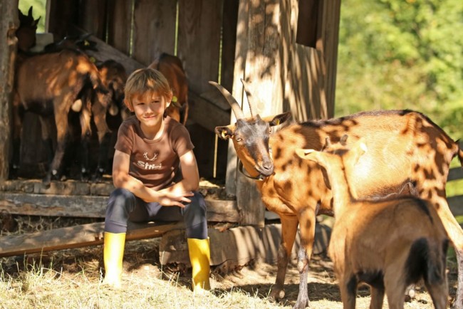 Unsere Ziegen am Hof