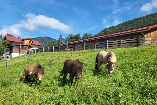 Viele Tiere rund um den Bauernhof