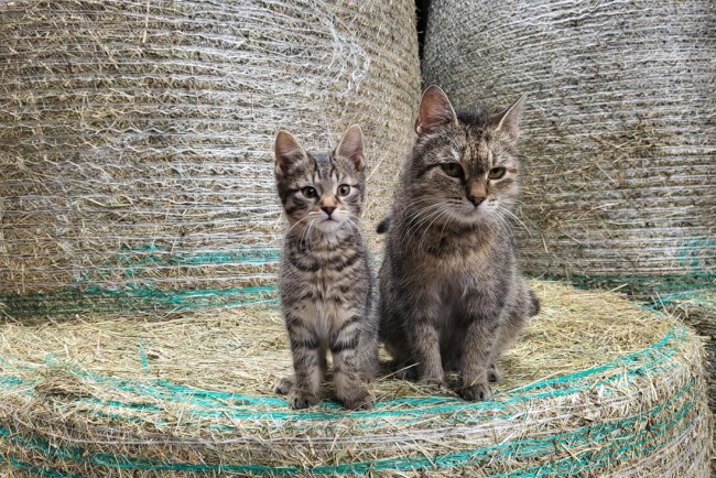 Katzen zum Streicheln