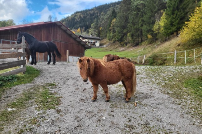 Mini-Ponys am Saumerhof in Mandling