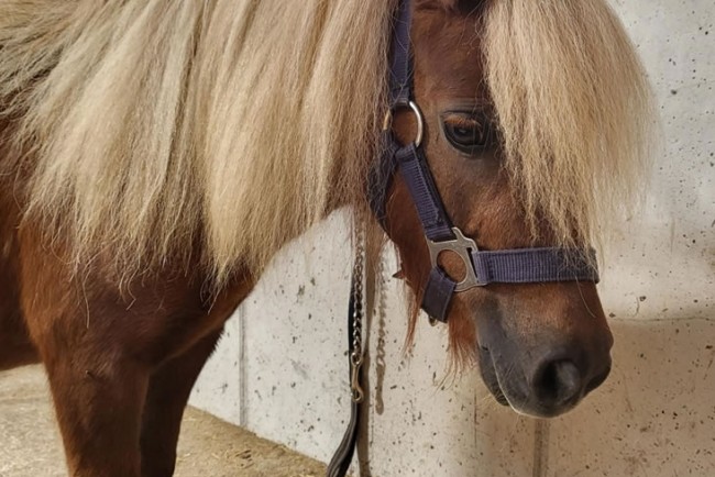 Viele Tiere rund um den Bauernhof