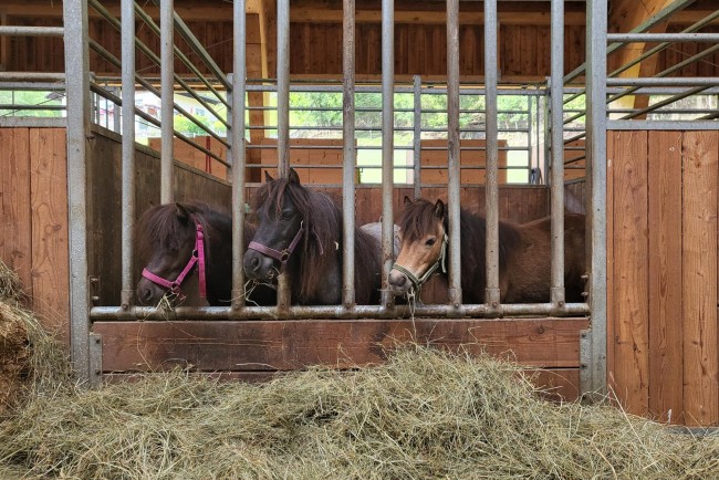 Bei Schlechtwetter machen die Pferde drinnen eine Pause