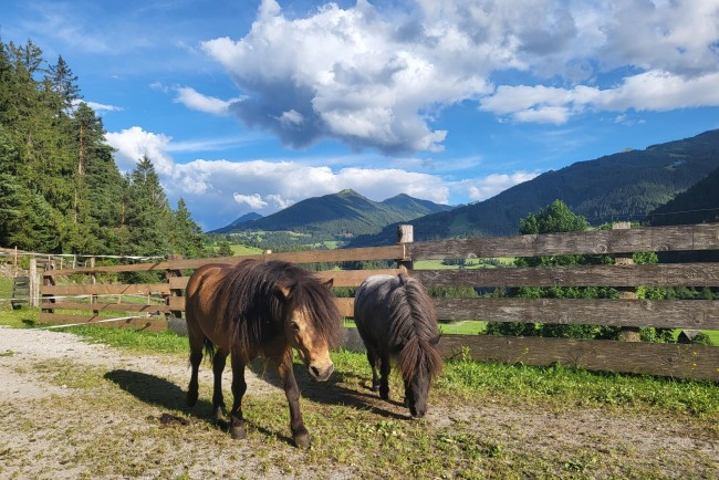Viele Tiere rund um den Bauernhof