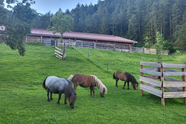 Viele Tiere rund um den Bauernhof