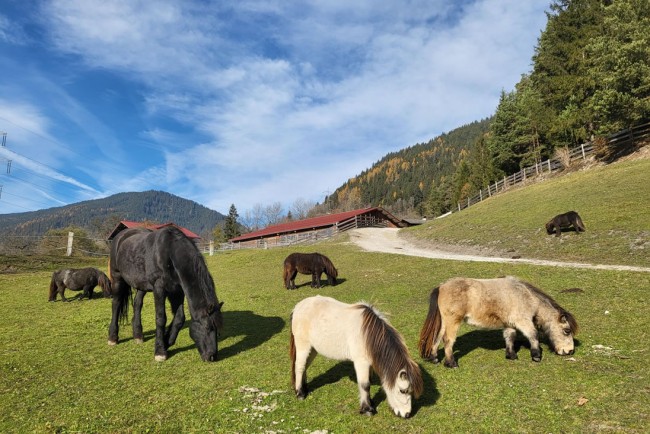 Viele Tiere rund um den Bauernhof