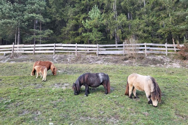 Viele Tiere rund um den Bauernhof