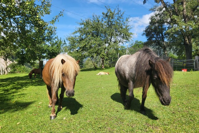 Viele Tiere rund um den Bauernhof