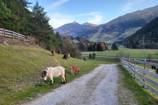 Viele Tiere rund um den Bauernhof