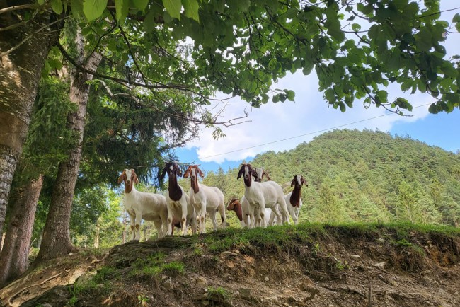 Viele Tiere rund um den Bauernhof