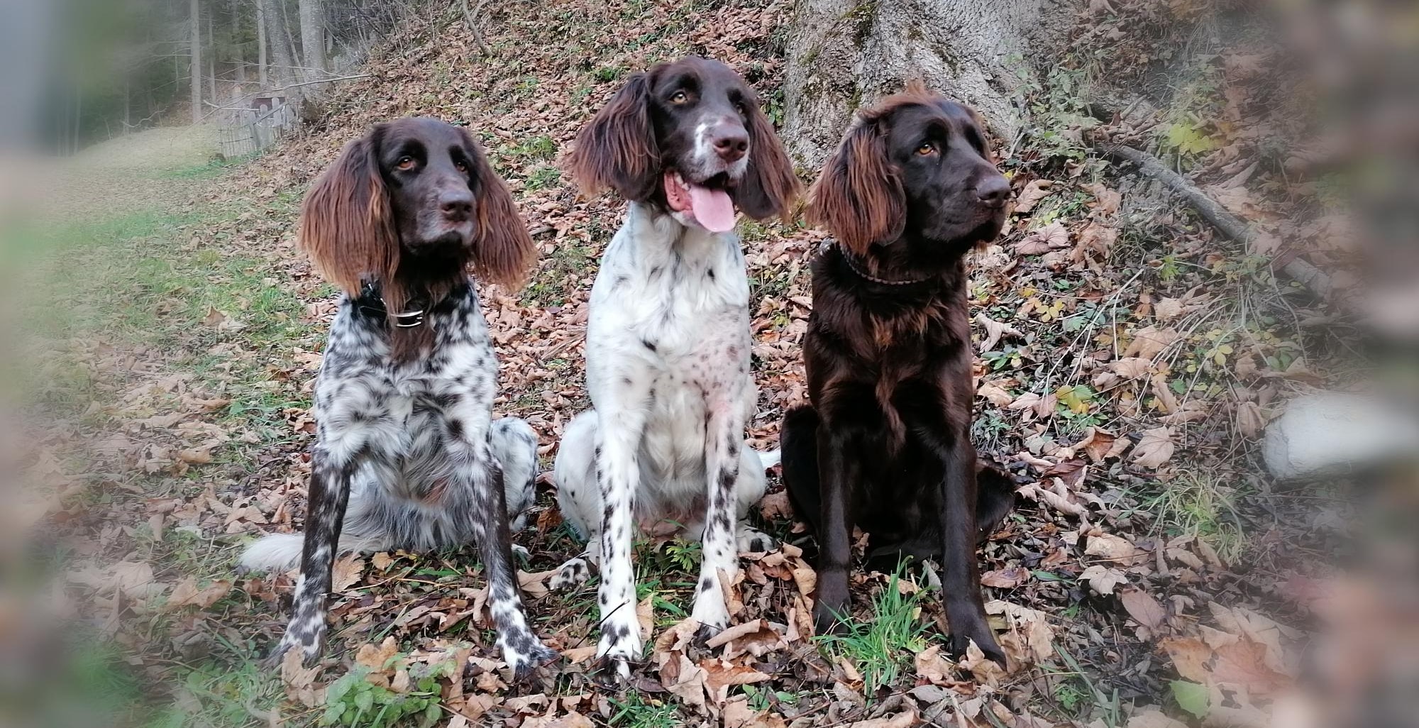 Deutsch Langhaar Hunde von Marion Trinker, Saumerhof Mandling