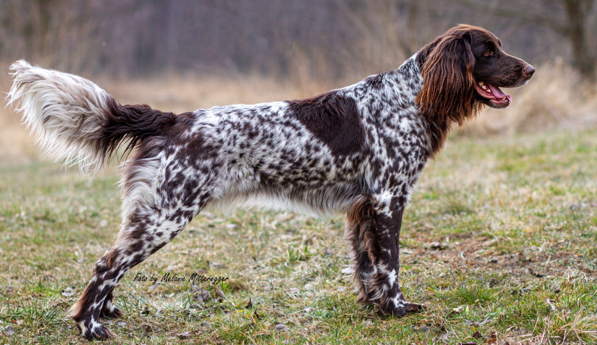 Zertifizierte Therapie- & Partnerhunde vom Saumerhof